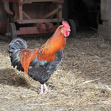 Bauernhof Kaspergut Farm stay *
