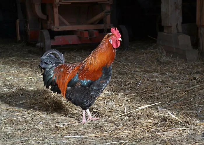 Bauernhof Kaspergut Agroturismo Kirchberg bei Mattighofen
