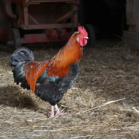 Bauernhof Kaspergut Alojamento de Turismo Rural Kirchberg bei Mattighofen